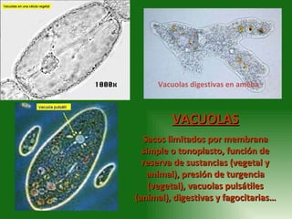 VACUOLAS Sacos limitados por membrana simple o tonoplasto, función de reserva de sustancias (vegetal y animal), presión de...
