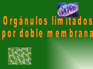 Orgánulos limitados  por doble membrana 