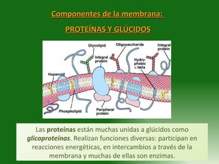 Componentes de la membrana:  PROTEÍNAS Y GLÚCIDOS Las  proteínas  están muchas unidas a glúcidos como  glicoproteínas . Re...