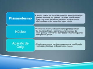 Plasmodesmo

• a cada una de las unidades continuas de citoplasma que
pueden atravesar las paredes celulares, manteniendo
interconectadas las células continuas en organismos
pluricelulares en los que existe pared celular

Núcleo

• Contiene la mayor parte del material genético celular
• La función del núcleo es mantener la integridad de
esos genes y controlar las actividades celulares regulando
la expresión génica

Aparato de
Golgi

• Funciona como una planta empaquetadora, modificando
vesículas del retículo endoplasmático rugoso.

 