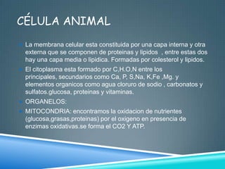 CÉLULA ANIMAL
 La membrana celular esta constituida por una capa interna y otra

externa que se componen de proteinas y lipidos , entre estas dos
hay una capa media o lipidica. Formadas por colesterol y lipidos.
 El citoplasma esta formado por C,H.O,N entre los

principales, secundarios como Ca, P, S,Na, K,Fe ,Mg. y
elementos organicos como agua cloruro de sodio , carbonatos y
sulfatos.glucosa, proteinas y vitaminas.
 ORGANELOS:
 MITOCONDRIA: encontramos la oxidacion de nutrientes

(glucosa,grasas,proteinas) por el oxigeno en presencia de
enzimas oxidativas.se forma el CO2 Y ATP.

 