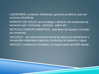  LISOSOMAS: contienen hidrolasas, granulos proteicos que son

enzimas hidroliticas
 APARATO DE GOLGI: es la bodega o almacen de sustancias de

secrecion ejm: hormonas , enximas , saliva etc.
 RETICULO ENDOPLASMATICO: esta lleno de liquidos, formado

por proteinas.
 VACUOLA: son estructuras en forma de sacos que almacenan y

transportan materiales ingeridos, productos de desecho y agua.
 NUCLEO: contiene la cromatina y la mayor parte del AND celular.

 