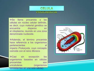 Se llama procariota a las
células sin núcleo celular definido,
es decir, cuyo material genético se
encuentra
disperso
en
el citoplasma, reunido en una zona
denominada nucleoide.
Además, el término procariota
hace referencia a los organismos
pertenecientes
al
imperio Prokaryota, cuyo concepto
coincide con el reino Monera.

Casi
sin
excepción
los
organismos basados en células
procariotas
son
unicelulares
(organismos
consistentes en una sola célula).

 