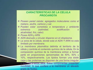 CARACTERISTICAS DE LA CELULA
PROCARIOTA
 Poseen pared celular, agregados moleculares como el
metano, azufre, carbono y sal.
 Pueden estar sometidas a temperatura y ambiente
extremos
(salinidad,
acidificación
o
alcalinidad, frío, calor).
 Posee ADN y ARN.
 ADN desnudo y circular disperso en el citoplasma.
 La zona de la célula, donde esta el ADN Y ARN no esta
limitado por membrana.
 La membrana plasmática delimita el territorio de la
célula y controla el contenido químico de la célula. En la
composición química de la membrana entran a formar
parte en proporciones aproximadas de 40%, 50% y
10%, respectivamente. Los lípidos forman una doble
capa y las proteínas se disponen de una forma irregular
y asimétrica entre ellos. Estos componentes presentan
movilidad, lo que confiere a la membrana un elevado
grado de fluidez.

 