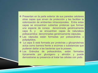  Presentan en la parte exterior de sus paredes celulares
otras capas que sirven de protección y les facilitan la
colonización de ambientes intracorporales. Entre estas
capas se encuentran cubiertas proteicas que forman
una especie de coraza denominada genéricamente
capa S, y
se encuentran capas de naturaleza
polisacarídica denominadas genéricamente cápsulas.
 Las cápsulas están formadas por polisacáridos o
polipéptidos.
 La capa S está formada por proteínas y glicoproteínas
actúa como barrera frente a enzimas o substancias que
pudieran dañar a las bacterias que la poseen,
 Los Gránulos de polisacáridos, están formadas
típicamente por glucógeno y almidón y puede
demostrarse su presencia al tratar las células con yodo.

 