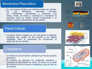 Membrana Plasmática
• Es una bicapa lipídica que delimita todas las células.
Es
una
estructura
laminada
formada
por fosfolípidos, glicolípidos y proteínas que
rodea, limita, de forma y contribuye a mantener el
equilibrio entre el interior (medio intracelular) y el
exterior (medio extracelular) de las células.

Pared Celular
• La pared celular vegetal es una estructura o orgánulo
compleja que, aparte de dar soporte a los tejidos
vegetales, tiene la capacidad de condicionar el
desarrollo de las células.

Citoplasma
• Consiste en una emulsión coloidal muy fina de aspecto
granuloso
• Su función es albergar los orgánulos celulares y
contribuir al movimiento de estos. El citosol es la sede
de muchos de los procesos metabólicos que se dan en
las células.

 