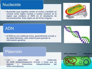 Nucleoide
• Nucleoide (que significa similar al núcleo y también se
conoce como región nuclear o cuerpo nuclear) es la
región que contiene el ADN en el citoplasma de
los procariontes. Esta región es de forma irregular.

ADN
• el ADN es una molécula única, generalmente circular y
de doble filamento, este sistema para guardar la
información genética

Plásmido
• Los
plásmidos
son
moléculas
de ADN extracromosómico circular o lineal que se
replican
y
transcriben
independientes
del
ADN cromosómico.

 
