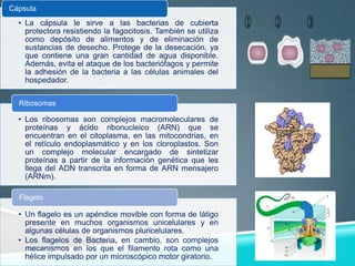 Cápsula

• La cápsula le sirve a las bacterias de cubierta
protectora resistiendo la fagocitosis. También se utiliza
como depósito de alimentos y de eliminación de
sustancias de desecho. Protege de la desecación, ya
que contiene una gran cantidad de agua disponible.
Además, evita el ataque de los bacteriófagos y permite
la adhesión de la bacteria a las células animales del
hospedador.
Ribosomas

• Los ribosomas son complejos macromoleculares de
proteínas y ácido ribonucleico (ARN) que se
encuentran en el citoplasma, en las mitocondrias, en
el retículo endoplasmático y en los cloroplastos. Son
un complejo molecular encargado de sintetizar
proteínas a partir de la información genética que les
llega del ADN transcrita en forma de ARN mensajero
(ARNm).
Flagelo

• Un flagelo es un apéndice movible con forma de látigo
presente en muchos organismos unicelulares y en
algunas células de organismos pluricelulares.
• Los flagelos de Bacteria, en cambio, son complejos
mecanismos en los que el filamento rota como una
hélice impulsado por un microscópico motor giratorio.

 