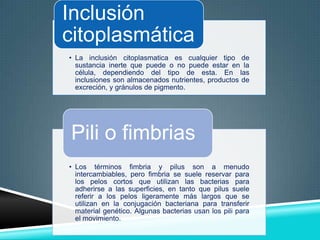 Inclusión
citoplasmática
• La inclusión citoplasmatica es cualquier tipo de
sustancia inerte que puede o no puede estar en la
célula, dependiendo del tipo de esta. En las
inclusiones son almacenados nutrientes, productos de
excreción, y gránulos de pigmento.

Pili o fimbrias
• Los términos fimbria y pilus son a menudo
intercambiables, pero fimbria se suele reservar para
los pelos cortos que utilizan las bacterias para
adherirse a las superficies, en tanto que pilus suele
referir a los pelos ligeramente más largos que se
utilizan en la conjugación bacteriana para transferir
material genético. Algunas bacterias usan los pili para
el movimiento.

 