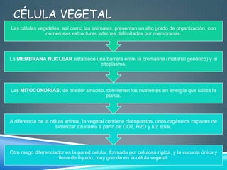 CÉLULA VEGETAL
Las células vegetales, así como las animales, presentan un alto grado de organización, con
numerosas estructuras internas delimitadas por membranas.

La MEMBRANA NUCLEAR establece una barrera entre la cromatina (material genético) y el
citoplasma.

Las MITOCONDRIAS, de interior sinuoso, convierten los nutrientes en energía que utiliza la
planta.

A diferencia de la célula animal, la vegetal contiene cloroplastos, unos orgánulos capaces de
sintetizar azúcares a partir de CO2, H2O y luz solar.

Otro rasgo diferenciador es la pared celular, formada por celulosa rígida, y la vacuola única y
llena de líquido, muy grande en la célula vegetal.

 