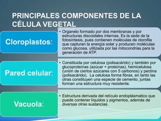 PRINCIPALES COMPONENTES DE LA
CÉLULA VEGETAL

Cloroplastos:

• Organelo formado por dos membranas y por
estructuras discoidales internas. Es la sede de la
fotosíntesis, pues contienen moléculas de clorofila
que capturan la energía solar y producen moléculas
como glucosa, utilizada por las mitocondrias para la
generación de ATP.

Pared celular:

• Constituida por celulosa (polisacárido) y también por
glucoproteínas (azúcar + proteínas), hemicelulosa
(unión de ciertos azúcares con 5 carbonos) y pectina
(polisacárido). La celulosa forma fibras, en tanto las
otras constituyen una especie de cemento, juntas
forman una estructura muy resistente.

Vacuola:

• Estructura derivada del retículo endoplásmatico que
puede contener líquidos y pigmentos, además de
diversas otras sustancias.

 