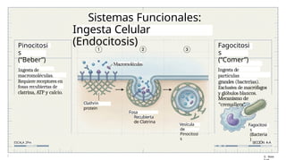 Arquitectura y Funciones de la Célula: Unidad Básica de la Vida | PPTX