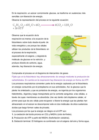 12
En la respiración, un azúcar comúnmente glucosa, se trasforma en sustancias más
sencillas con liberación de energía.
Observa la representación del proceso en la siguiente ecuación:
Observa que la ecuación de la
respiración es inversa a la ecuación de la
fotosíntesis sobre todo desde el punto de
vista energético y es porque las células
utilizan los productos de la fotosíntesis en
el proceso de la respiración,
especialmente el oxígeno, y degrada la
molécula de glucosa en la nutrición, y
produce dióxido de carbono, agua,
además, hay liberación de energía.
Comprueba el proceso en el diagrama de intercambio de gases
Fíjate que en la fotosíntesis hay almacenamiento de energía mediante la producción de
carbohidratos. En cambio en la respiración hay liberación de energía en forma de ATP.
Los procesos respiratorios convierten parte de la energía capturada por la fotosíntesis
en energía consumida por el protoplasma en sus actividades. Así, la glucosa que la
planta ha sintetizado y que es portadora de energía, es ingerida por los organismos
heterótrofos, digerida y luego transportada por la corriente sanguínea a las células, a
través de cuyas membranas es absorbida. Una vez dentro del citoplasma celular, el
primer paso que da una célula para recuperar o liberar la energía que las plantas han
almacenado en el azúcar es descomponer este en dos moléculas de otras sustancias
ácidas que luego forman sales de piruvato.
Los procesos por los que la energía se integra en el ATP son:
1. La oxidación del ácido pirúvico en CO2 y NADH2 (ciclo de Krebs).
2. Producción de ATP a partir del NADH2 (fosforilación oxidativa).
3. Oxidación terminal. El hidrógeno es combinado con el oxígeno del aire y forma agua.
 