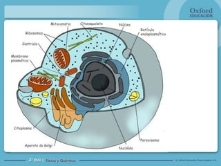 PRESIONE LA BARRA ESPACIADORA PARA AVANZAR EN LOS CONTENIDOS



                                                               © Oxford University Press España, S.A.
 