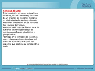 Complejo de Golgi
Esta constituido por sacos aplanados o
cisternas, túbulos, vesículas y vacuolas.
Es un organelo de funciones múltiples:
•posibilita la circulación intracelular de
materiales sintetizados en las porciones
lisa y rugosa del retículo.
•sintetiza moléculas que forman parte de
cubiertas celulares (celulosa) o de
membranas celulares (glicolípidos y
glicoproteínas).
•participa en la formación de lisosomas
que contienen enzimas digestivas, así
como del acrosoma, estructura del
espermio que posibilita su penetración al
óvulo.




                             PRESIONE LA BARRA ESPACIADORA PARA AVANZAR EN LOS CONTENIDOS



                                                                                            © Oxford University Press España, S.A.
 