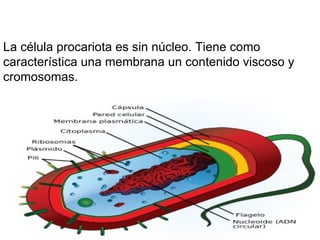 La célula procariota es sin núcleo. Tiene como característica una membrana un contenido viscoso y cromosomas. 