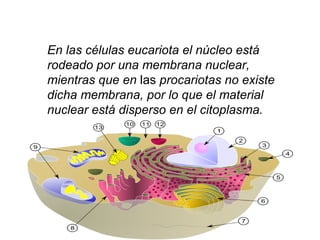 .   En las células eucariota el núcleo está rodeado por una membrana nuclear, mientras que en  las  procariotas no existe dicha membrana, por lo que el material nuclear está disperso en el citoplasma.   