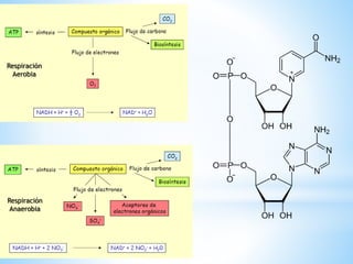 Respiración
Aerobia
Respiración
Anaerobia
 