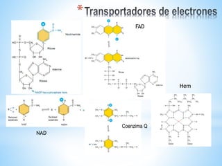 *
NAD
FAD
Coenzima Q
Hem
 