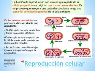 *Reproducción celular
La función de reproducción consiste en que a partir de la
célula progenitora se originan dos o más descendientes. Es
un proceso que asegura que cada descendiente tenga una
copia fiel de material genético de la célula madre.
En las células procariotas se
produce la división simple por
bipartición:
• El ADN de la bacteria se duplica
y forma dos copias idénticas.
•Cada copia se va a un punto de
la célula y más tarde la célula se
divide en dos mitades.
• Así se forman dos células hijas
iguales, más pequeñas que la
progenitora.
http://recursostic.e
ducacion.es/secunda
ria/edad/2esobiologi
a/2quincena10/imag
enes/repr_asexu_uni
c.swf
 