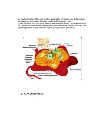La célula animal se diferencia de otras eucariotas, principalmente de las células
vegetales, en que carece de pared celular y cloroplastos, y que
posee vacuolas más pequeñas. Debido a la ausencia de una pared celular rígida,
las células animales pueden adoptar una gran variedad de formas, e incluso una
célula fagocitaria puede de hecho rodear y engullir otras estructuras.




   6. MAPA CONCEPTUAL:
 