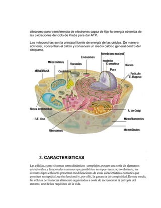 citocromo para transferencia de electrones capaz de fijar la energía obtenida de
las oxidaciones del ciclo de Krebs para dar ATP.

Las mitocondrias son la principal fuente de energía de las células. De manera
adicional, concentran el calcio y conservan un medio cálcico general dentro del
citoplama.




       3. CARACTERISTICAS
Las células, como sistemas termodinámicos complejos, poseen una serie de elementos
estructurales y funcionales comunes que posibilitan su supervivencia; no obstante, los
distintos tipos celulares presentan modificaciones de estas características comunes que
permiten su especialización funcional y, por ello, la ganancia de complejidad.De este modo,
las células permanecen altamente organizadas a costa de incrementar la entropía del
entorno, uno de los requisitos de la vida.
 