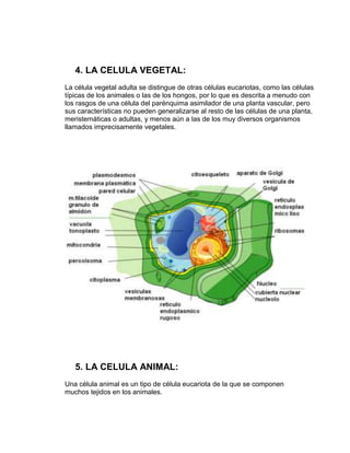 4. LA CELULA VEGETAL:
La célula vegetal adulta se distingue de otras células eucariotas, como las células
típicas de los animales o las de los hongos, por lo que es descrita a menudo con
los rasgos de una célula del parénquima asimilador de una planta vascular, pero
sus características no pueden generalizarse al resto de las células de una planta,
meristemáticas o adultas, y menos aún a las de los muy diversos organismos
llamados imprecisamente vegetales.




   5. LA CELULA ANIMAL:
Una célula animal es un tipo de célula eucariota de la que se componen
muchos tejidos en los animales.
 