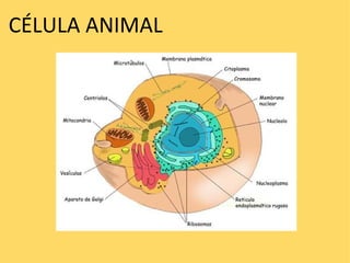 CÉLULA ANIMAL 