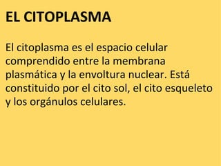 EL CITOPLASMA El citoplasma es el espacio celular comprendido entre la membrana plasmática y la envoltura nuclear. Está constituido por el cito sol, el cito esqueleto y los orgánulos celulares. 