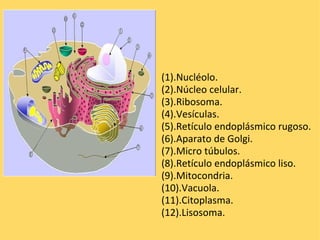 (1).Nucléolo. (2).Núcleo celular. (3).Ribosoma. (4).Vesículas. (5).Retículo endoplásmico rugoso. (6).Aparato de Golgi. (7).Micro túbulos. (8).Retículo endoplásmico liso. (9).Mitocondria. (10).Vacuola. (11).Citoplasma. (12).Lisosoma. 