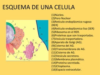 ESQUEMA DE UNA CELULA (1)Núcleo. (2)Poro Nuclear (3)Retículo endoplásmico rugoso (RER) (4)Retículo endoplásmico liso (SER) (5)Ribosoma en el RER. (6)Proteínas que son trasportadas. (7)Vesícula trasportadora. (8)Aparato de Golgi (AG). (9)Cisterna del AG. (10)Transmembrana de AG. (11)Cisterna de AG. (12)Vesícula secretora. (13)Membrana plasmática. (14)Proteína secretada. (15)Citoplasma. (16)Espacio extracelular. 