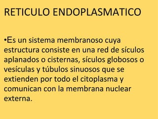 RETICULO ENDOPLASMATICO    • E s un sistema membranoso cuya estructura consiste en una red de sículos aplanados o cisternas, sículos globosos o vesículas y túbulos sinuosos que se extienden por todo el citoplasma y comunican con la membrana nuclear externa. 