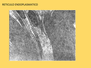 RETICULO ENDOPLASMATICO 