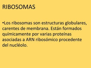 RIBOSOMAS    • Los ribosomas son estructuras globulares, carentes de membrana. Están formados químicamente por varias proteínas asociadas a ARN ribosómico procedente del nucléolo. 