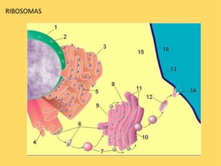RIBOSOMAS 
