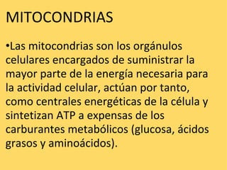 MITOCONDRIAS    • Las mitocondrias son los orgánulos celulares encargados de suministrar la mayor parte de la energía necesaria para la actividad celular, actúan por tanto, como centrales energéticas de la célula y sintetizan ATP a expensas de los carburantes metabólicos (glucosa, ácidos grasos y aminoácidos). 