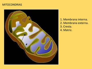 MITOCONDRIAS 1. Membrana interna. 2. Membrana externa. 3. Cresta. 4. Matriz. 