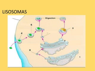    LISOSOMAS  