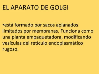 EL APARATO DE GOLGI     • está formado por sacos aplanados limitados por membranas. Funciona como una planta empaquetadora, modificando vesículas del retículo endoplasmático rugoso.  