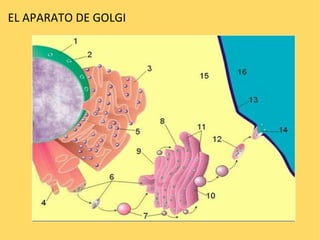 EL APARATO DE GOLGI  