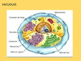 VACUOLAS 