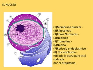 EL NUCLEO     (1)Membrana nuclear - (2)Ribosomas - (3)Poros Nucleares - (4)Nucleolo - (5)Cromatina - (6)Nucleo - (7)Reticulo endoplasmico - (8) Nucleoplasma - (9)Toda la estructura está  rodeada  por el citoplasma 
