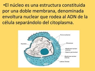   • El núcleo es una estructura constituida por una doble membrana, denominada envoltura nuclear que rodea al ADN de la célula separándolo del citoplasma. 