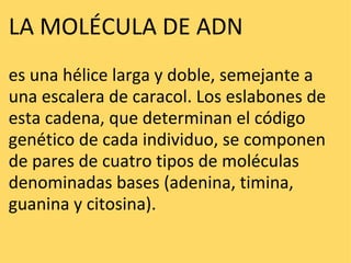 LA MOLÉCULA DE ADN  es una hélice larga y doble, semejante a una escalera de caracol. Los eslabones de esta cadena, que determinan el código genético de cada individuo, se componen de pares de cuatro tipos de moléculas denominadas bases (adenina, timina, guanina y citosina).  