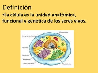 Definición     • La célula es la unidad anatómica, funcional y genética de los seres vivos. 