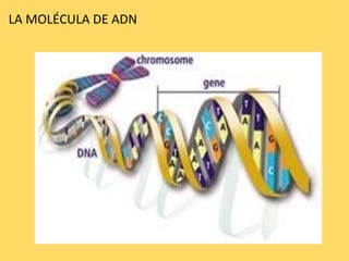 LA MOLÉCULA DE ADN  