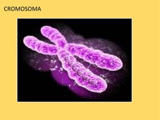 CROMOSOMA 