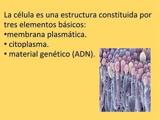    La célula es una estructura constituida por tres elementos básicos:  • membrana plasmática. •   citoplasma. •   material genético (ADN). 