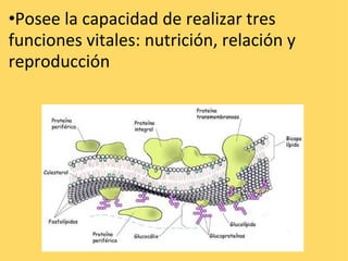 • Posee la capacidad de realizar tres funciones vitales: nutrición, relación y reproducción 