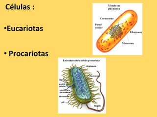   Células :      • Eucariotas     •   Procariotas   